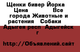 Щенки бивер Йорка  › Цена ­ 30 000 - Все города Животные и растения » Собаки   . Адыгея респ.,Адыгейск г.